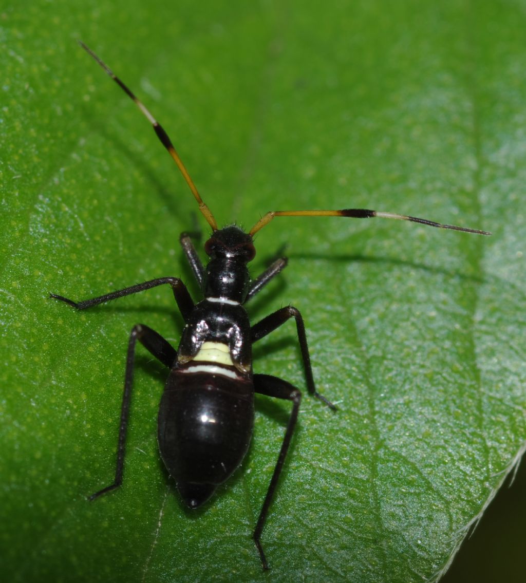 Ninfa di Aphanosoma italicum?